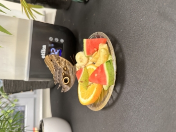 IMG_5607.jpeg