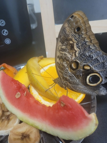 att.gjdcjLAI_viaLHtgWjwS-lV5J3XMfVPPNWtltE6i0fg.jpeg
