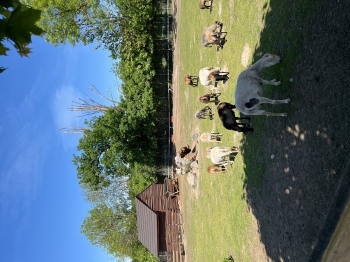 IMG_9905.jpeg