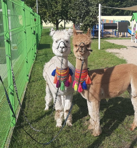 Spotkanie z alpakami