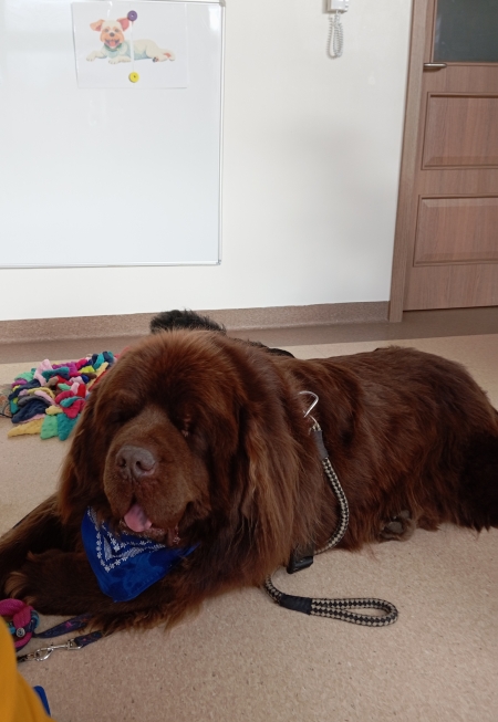 Dogoterapia i Dzień Kundelka 