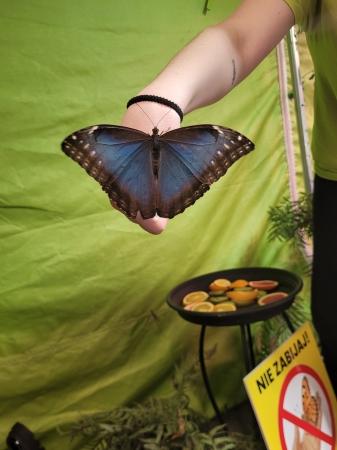 Wystawa Żywych Motyli w Domu Kultury 