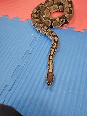 Spotkanie z zoologiem Panem Zbyszkiem i zwierzątkami 