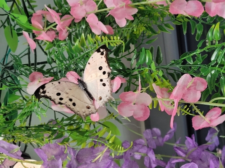 Motyl  jako sybol delikatności i akceptacji dzieci ze spektrum autyzmu.