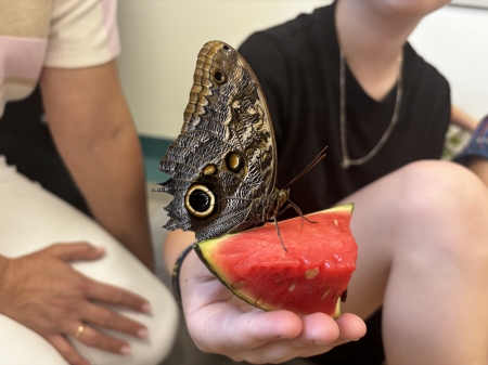 „Ponownie w magicznym świecie motyli” 