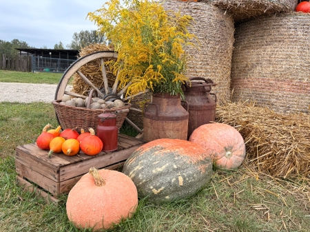 Wycieczka - Agroturystyka Wesołe Ranczo - wykopki 